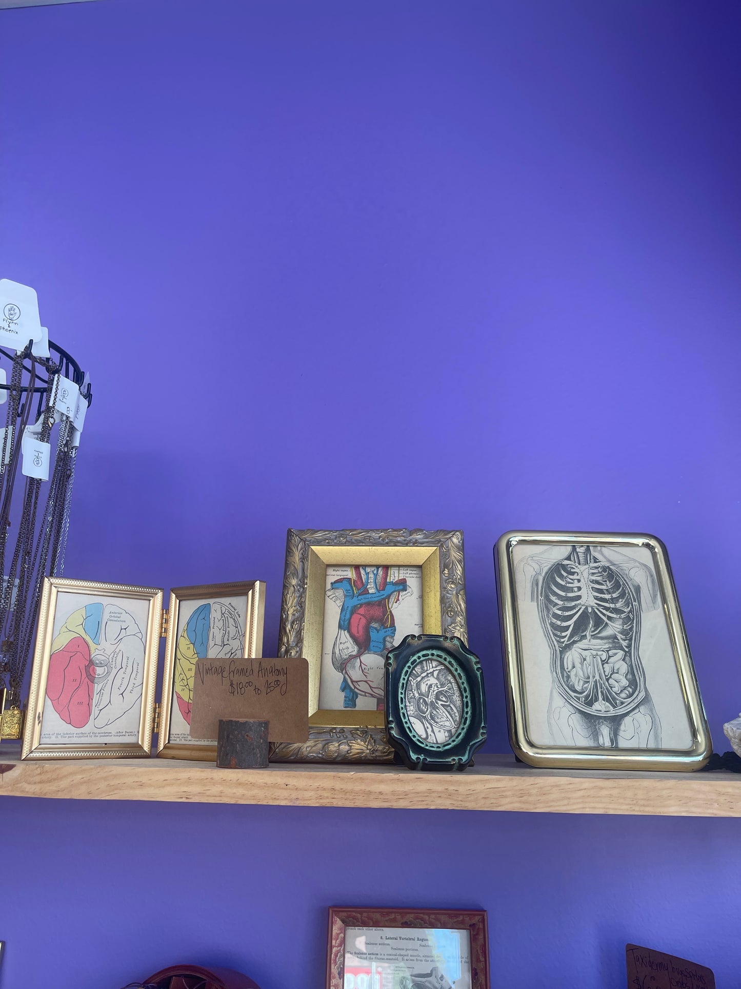 Vintage Anatomy @FlynnandPhoenix
