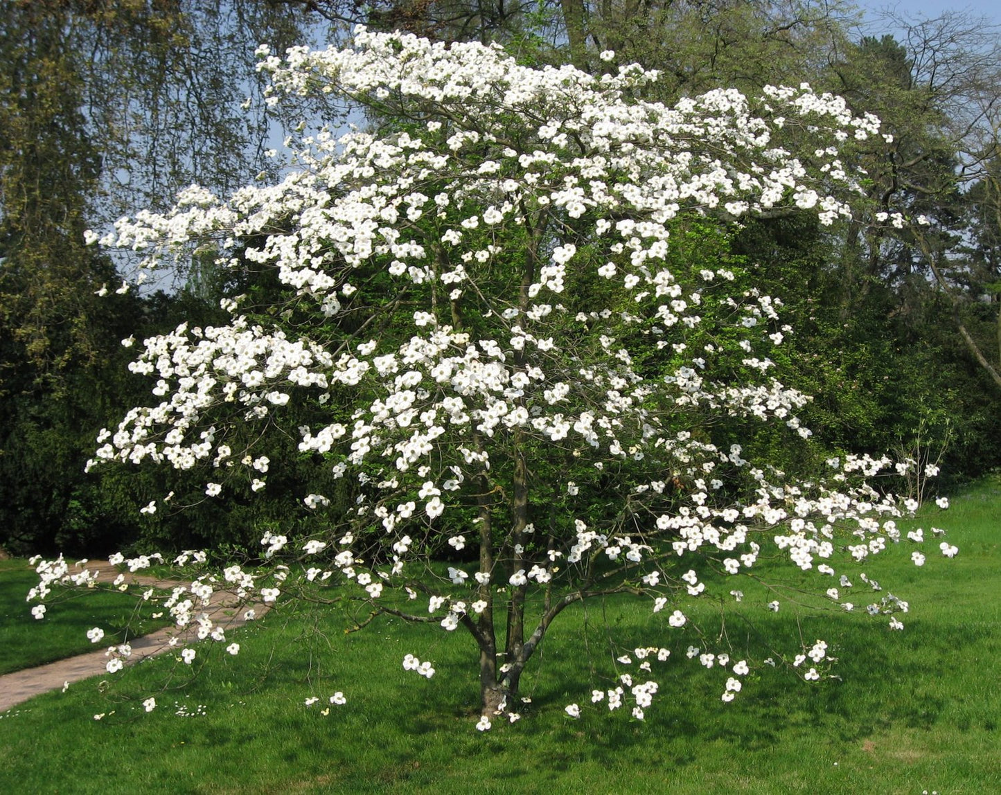 Flowering Dogwood | Seed Grow Kit