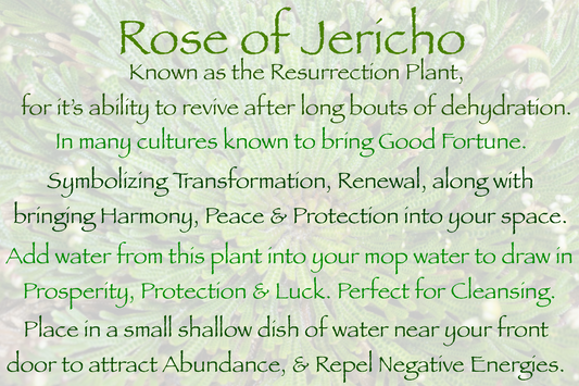 Rose of Jericho @Ravn.Wickd