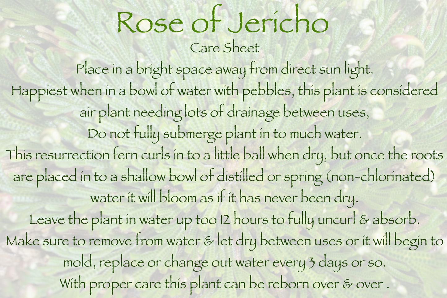 @Ravn.Wickd Rose of Jericho