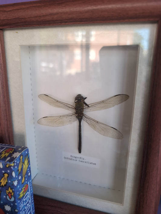 @FlynnandPhoenix Dragonfly Frame