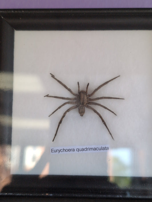 @FlynnandPhoenix Eurychoera Quadrimaculata Spider